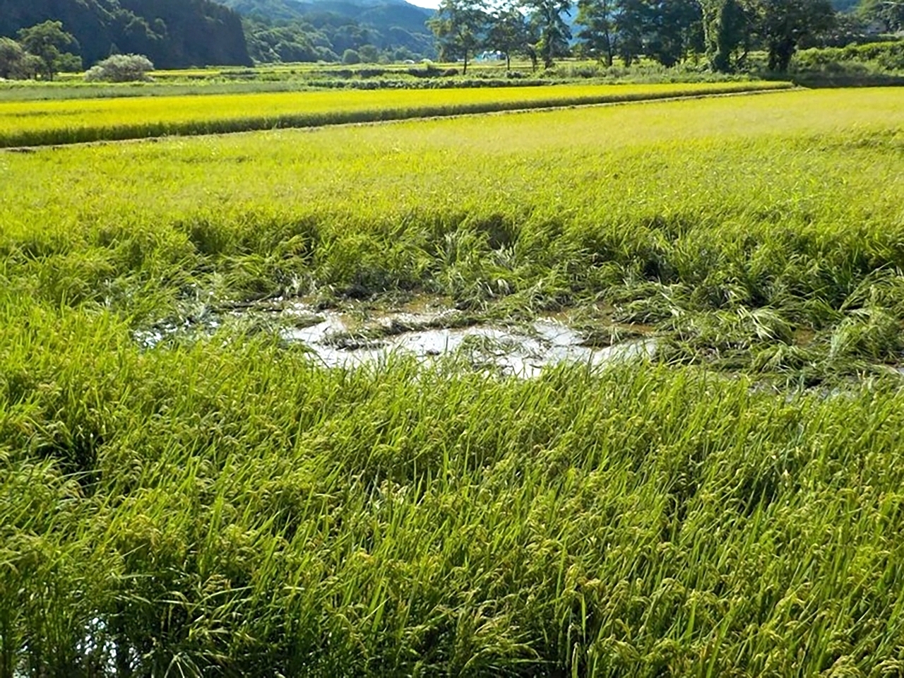 イノシシによる水稲被害=2025年、田子町(青森県提供)