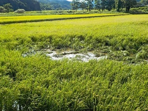 野生鳥獣農作物被害 面積と金額、過去10年で最多/青森県25年度