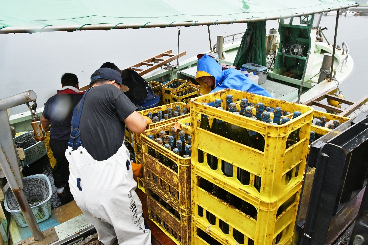 海底熟成させたスパークリングワインを引き揚げる関係者＝２２日、むつ市川内町