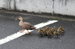 【動画あり】偶然!? 11羽の子カルガモ　「11ぴきのねこ」の町・三戸、親子で行進