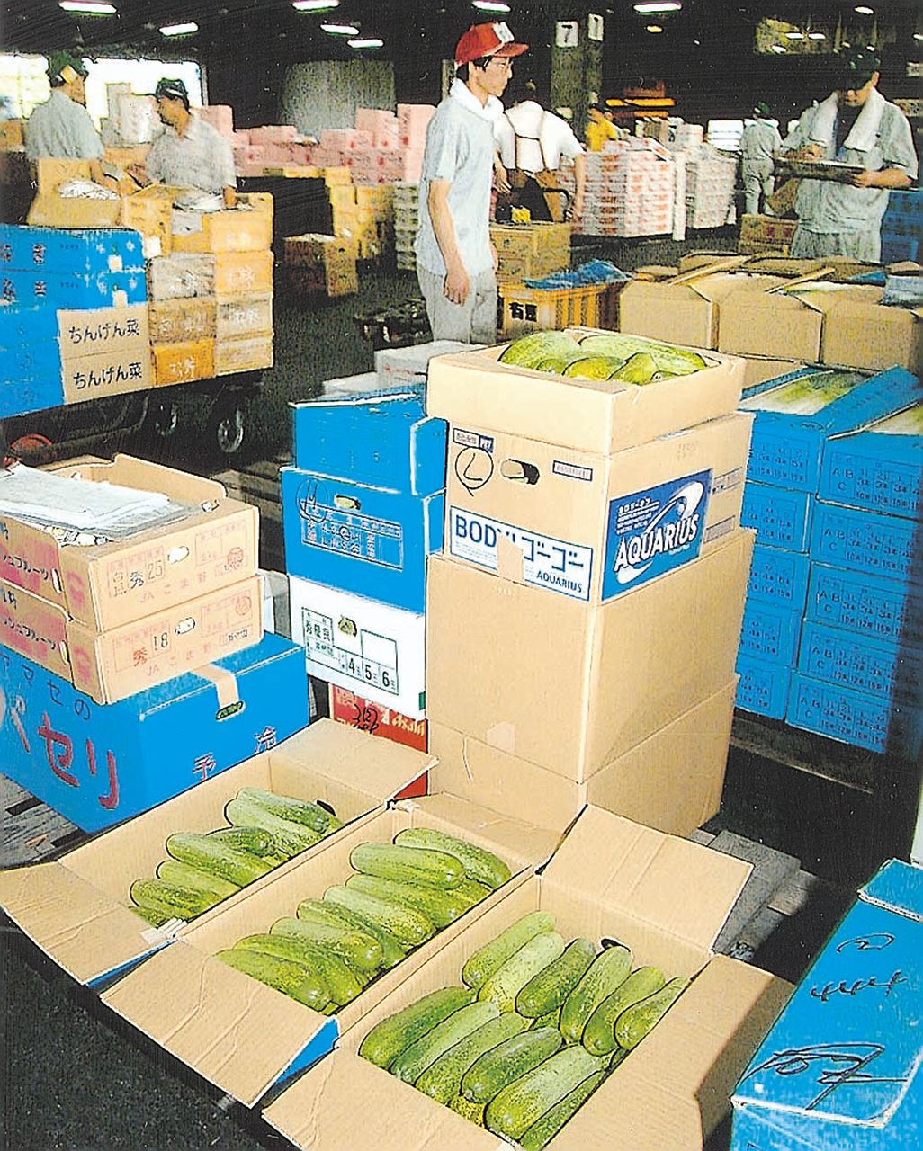 【写真説明】八戸市中央卸売市場に並べられている糠塚キュウリ