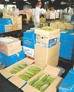 【紙面アーカイブから】味わい物語　糠塚キュウリ④　主産地は今、岩手県北？