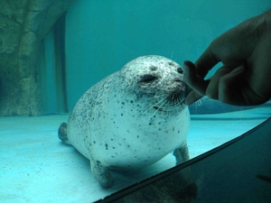 【写真探偵あどばるーん】今回の依頼人は・・・御真茶ンさん（八戸市）