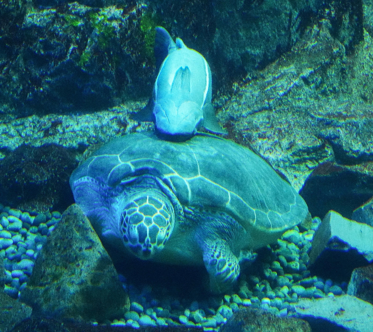 　男鹿の海大水槽の底でウミガメにくっつくコバンザメ＝秋田県男鹿市の男鹿水族館ＧＡＯ