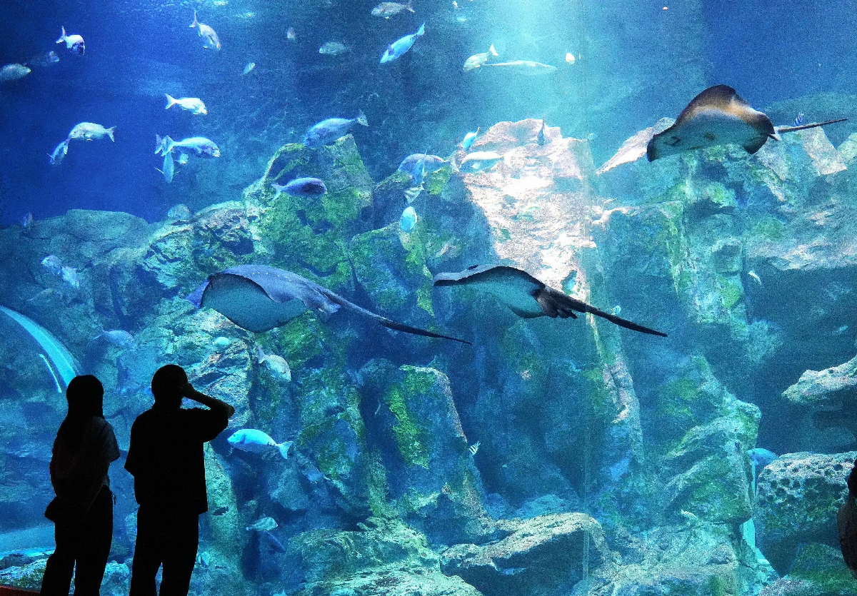 　大きなエイたちがゆうゆうと泳ぐ男鹿の海大水槽＝秋田県男鹿市の男鹿水族館ＧＡＯ