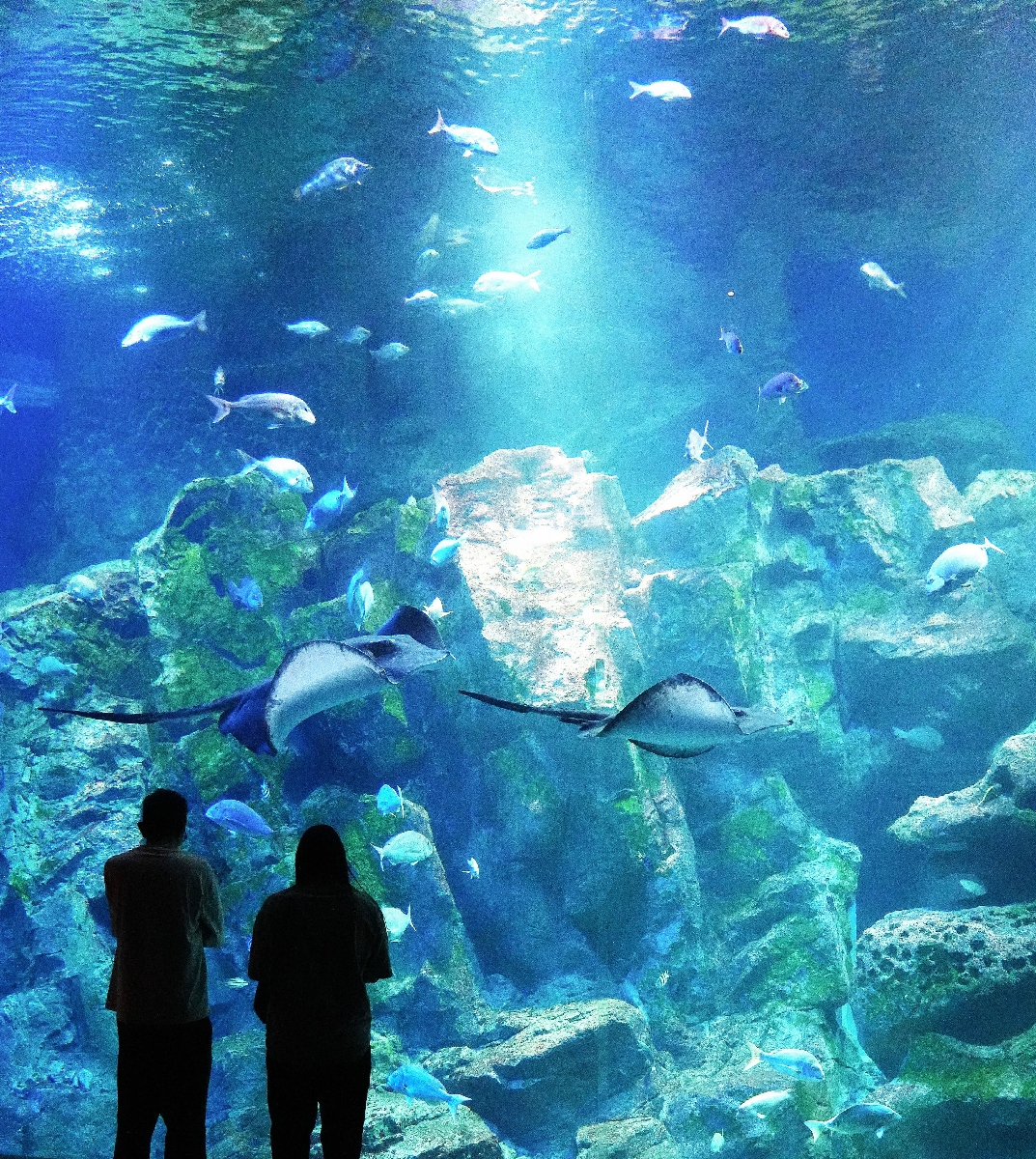 　上の方から光がさす男鹿の海大水槽＝秋田県男鹿市の男鹿水族館ＧＡＯ
