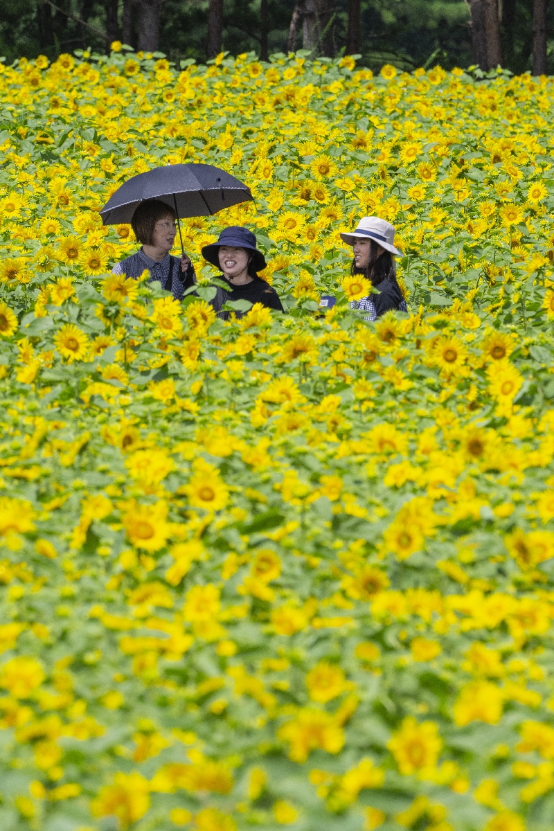 見頃を間近に控え、光り輝くヒマワリ=28日、八戸市南郷の「山の楽校」
