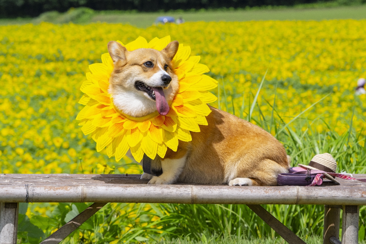 ヒマワリの飾りを身につけ、ベンチでポーズを取る犬
