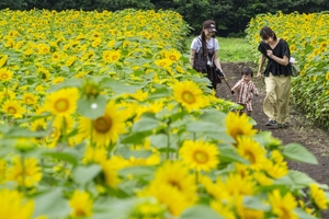 太陽に向かって輝き放ち、ヒマワリ200万本／八戸南郷・山の楽校