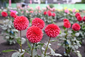 五戸・ひばり野ダリア園オープン　適度な雨で生育順調　10月末まで