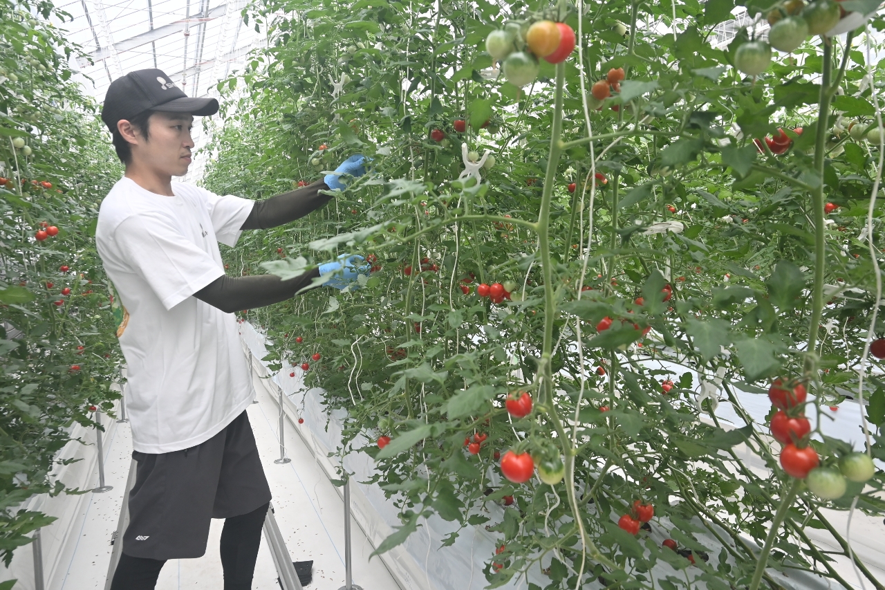 ミニトマトの収穫に取り組む髙田貴寛代表＝２９日、階上町