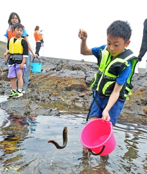 「たくさんいるよ!」 親子28人が「海の学校」で磯遊び /階上