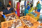 東通「地まきホタテ」に危機 高水温でへい死、水揚げ量減見込み