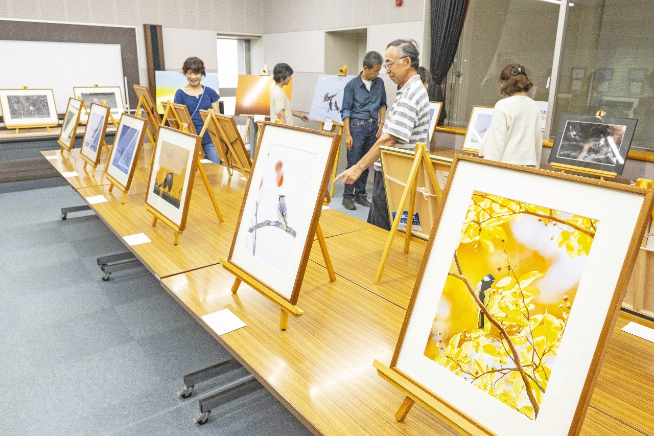 展示の最終確認をする八戸野鳥の会の会員=31日、八戸市立図書館