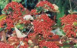 【記事アーカイブ】味わい物語 ガマズミ① かつてはマタギの秘薬