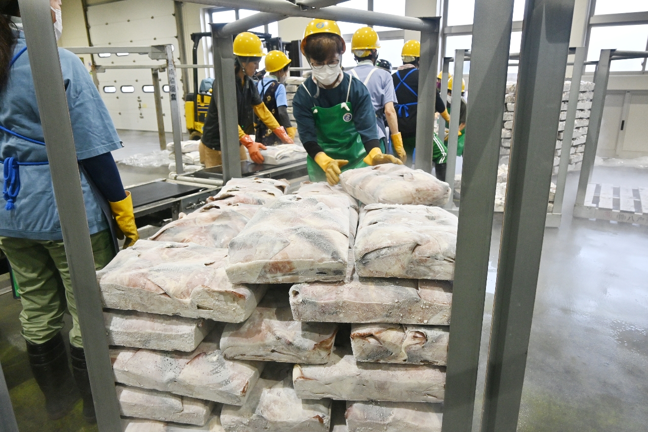 八戸港に水揚げされた船凍ムラサキイカ＝１日、八戸市第３魚市場Ｃ棟
