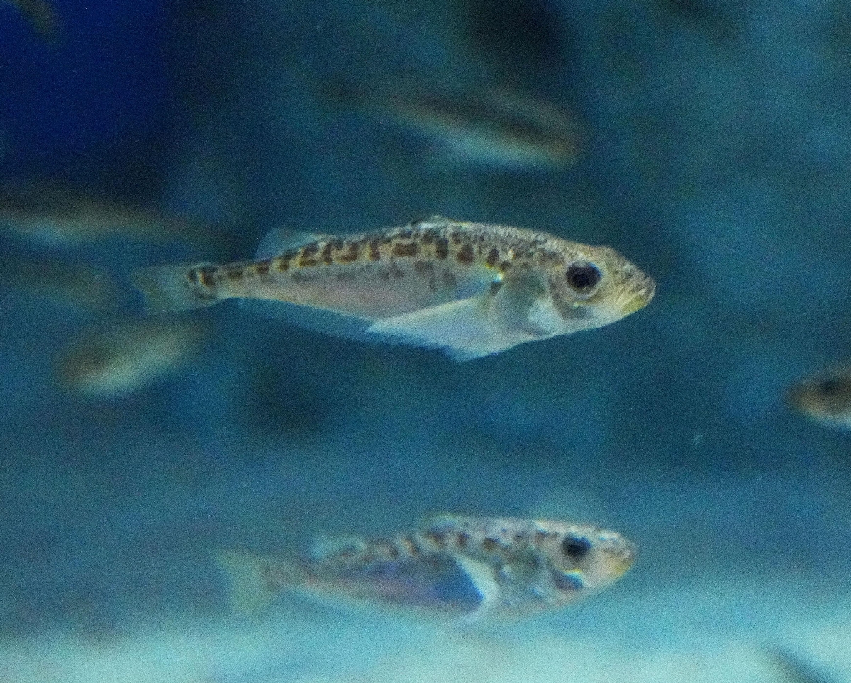 　ハタハタの一歳魚＝秋田県男鹿市の男鹿水族館ＧＡＯ