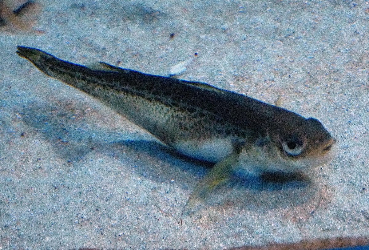ハタハタの成魚=秋田県男鹿市の男鹿水族館GAO