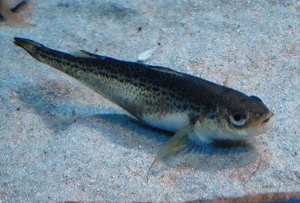 【生きもの大好き】ハタハタ 秋田と深い関係がある魚