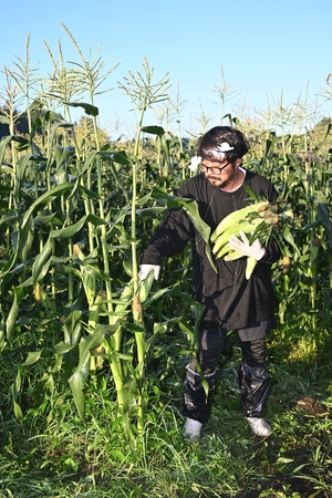 新郷特産トウモロコシ「郷のきみ」収穫始まる