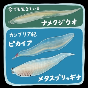 【古代のモンスター】人間の祖先は小さな魚 5億年前の海で生きる/三上智之
