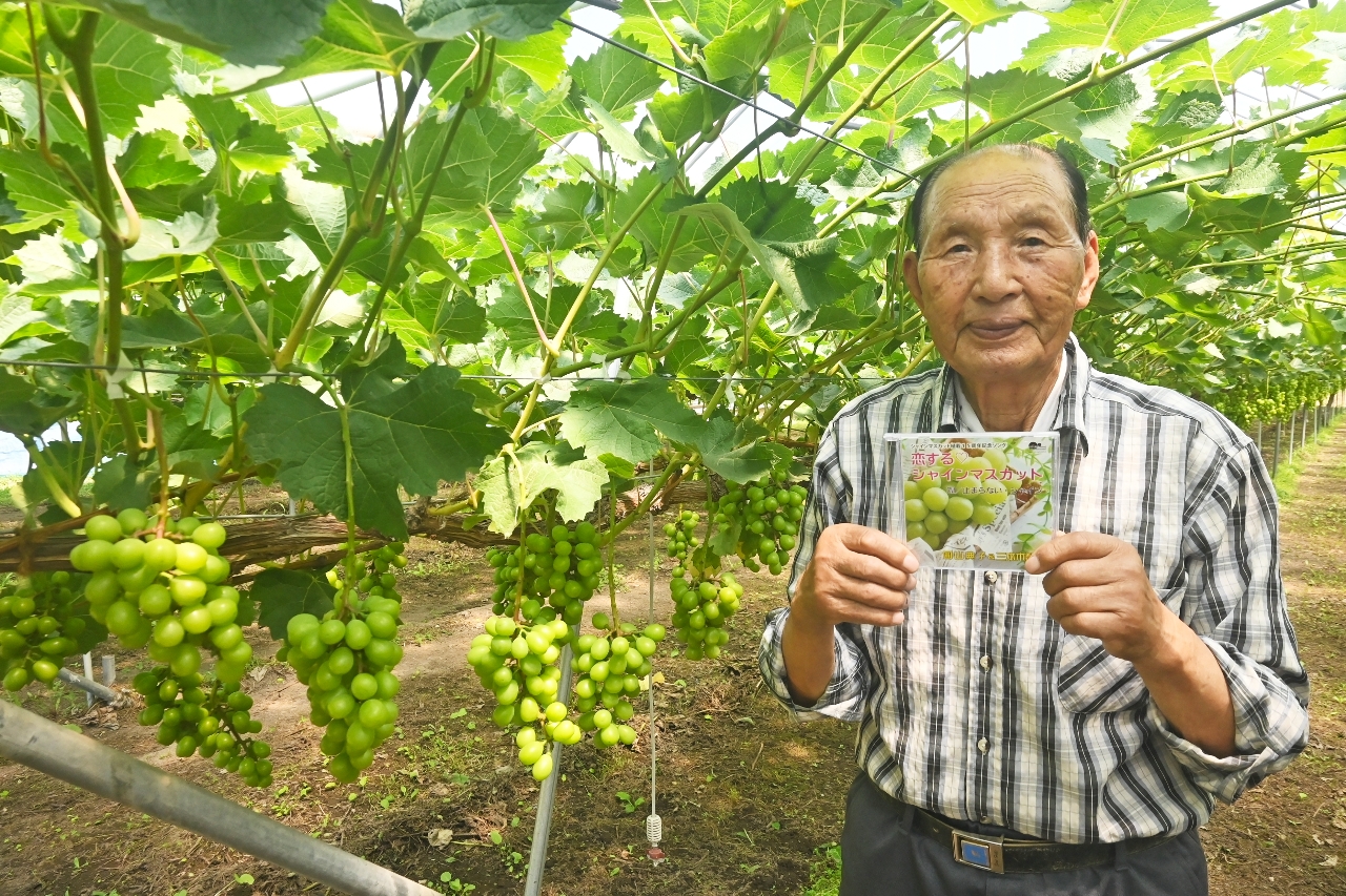 「一口で恋」「はじける甘さ」 手倉森さん(五戸)シャインマスカットのPRソング制作