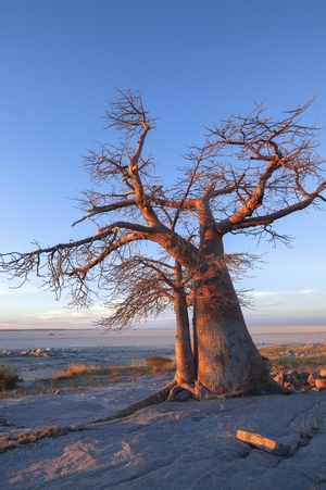 【世界おもしろ植物の旅】白い大地に赤いバオバブ ユニークな植物と風景