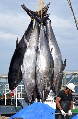 大型マグロ漁獲枠25%拡大 27~28年、小型6%減 メキシコ翻意し合意