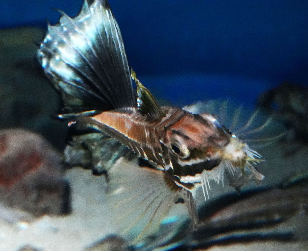 こちらに向かって来るトクビレ=秋田県男鹿市の男鹿水族館GAO