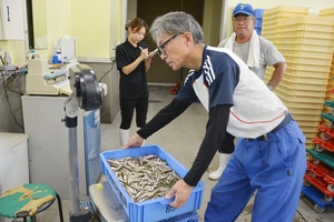 ワカサギ、シラウオ良型揚がる 小川原湖漁協が試験曳き