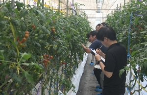 八戸で全日本野菜品種審査会の２次審査始まる