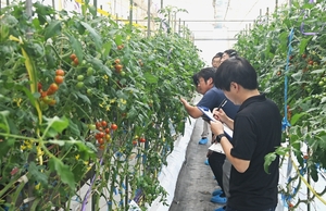 夏秋ミニトマト、1等は? 八戸で全日本野菜品種審査会
