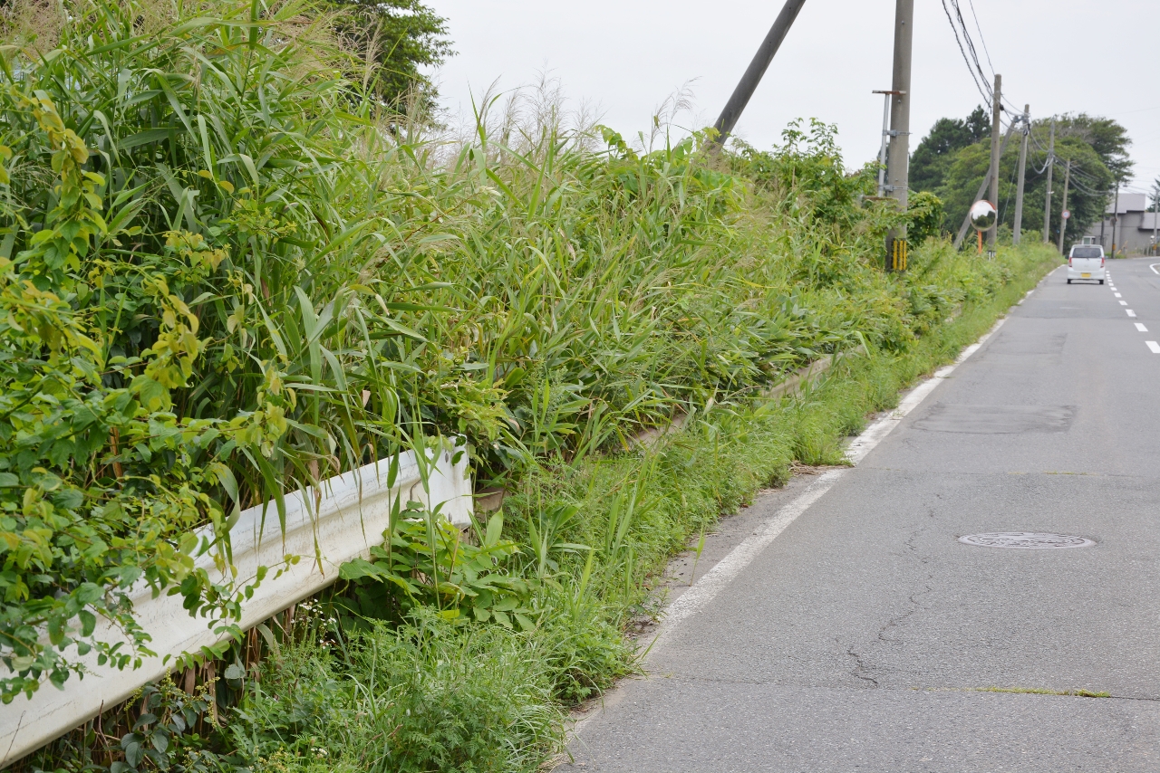 ひき逃げ事件で被害者が発見された現場周辺。容疑者の車は手前から奥の方向に南進していたとみられる＝２３日、六ケ所村