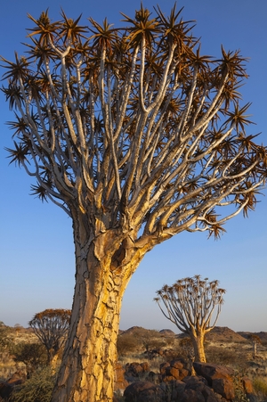 【世界おもしろ植物の旅】巨大なアロエに見とれる ふちにトゲある分厚い葉