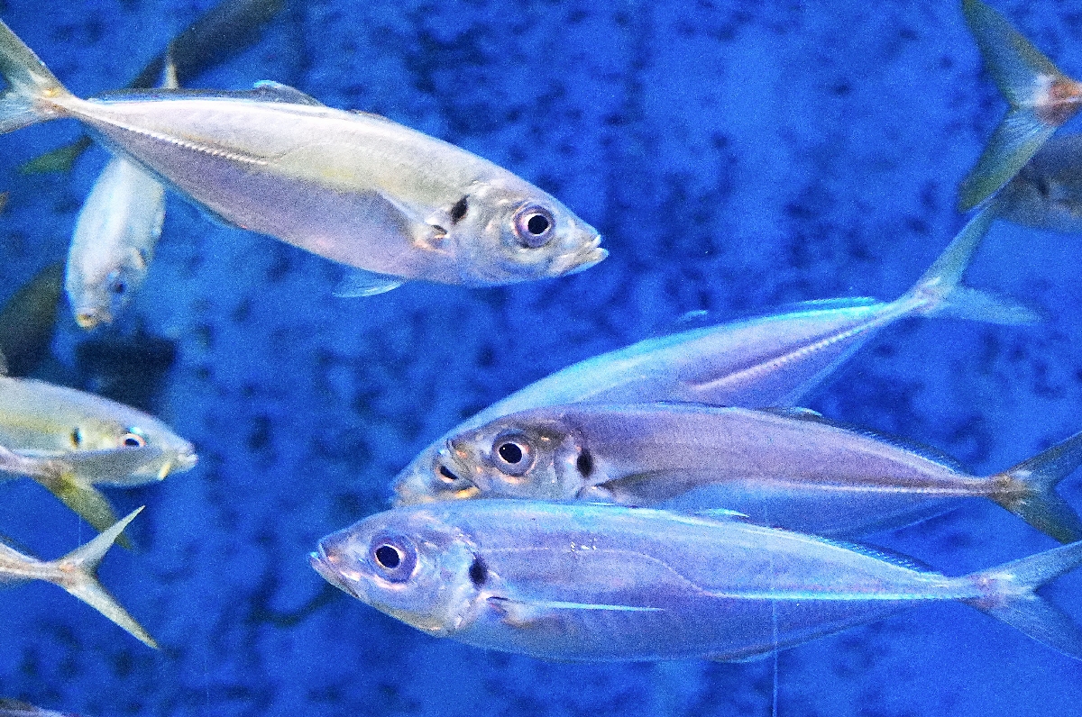 　マアジ。泳ぐ方向はいろいろだ＝秋田県男鹿市の男鹿水族館ＧＡＯ