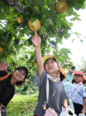 ずっしり大玉、旬の味覚楽しむ 南部町の観光農園で梨狩り始まる