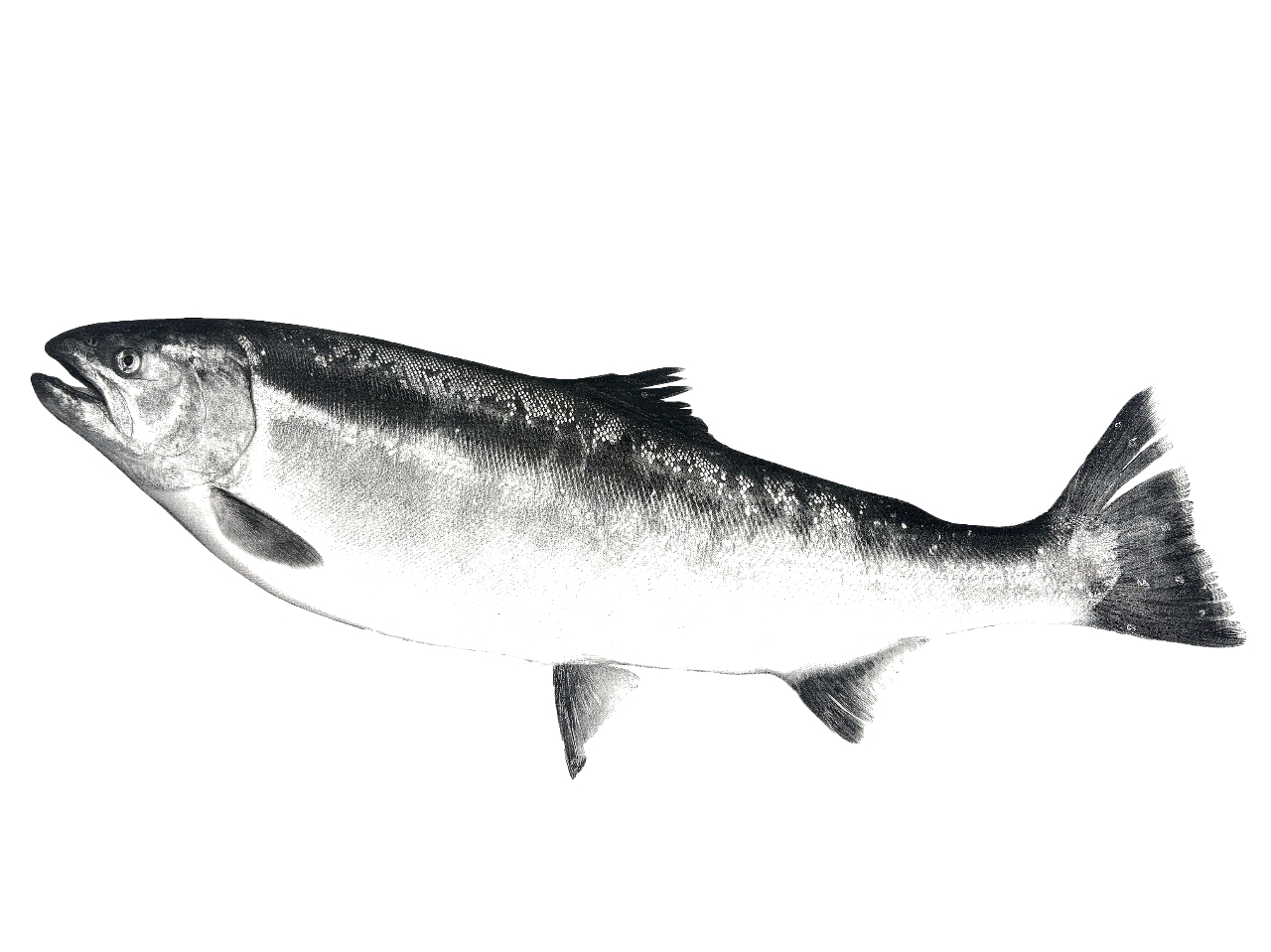 釣果じまん