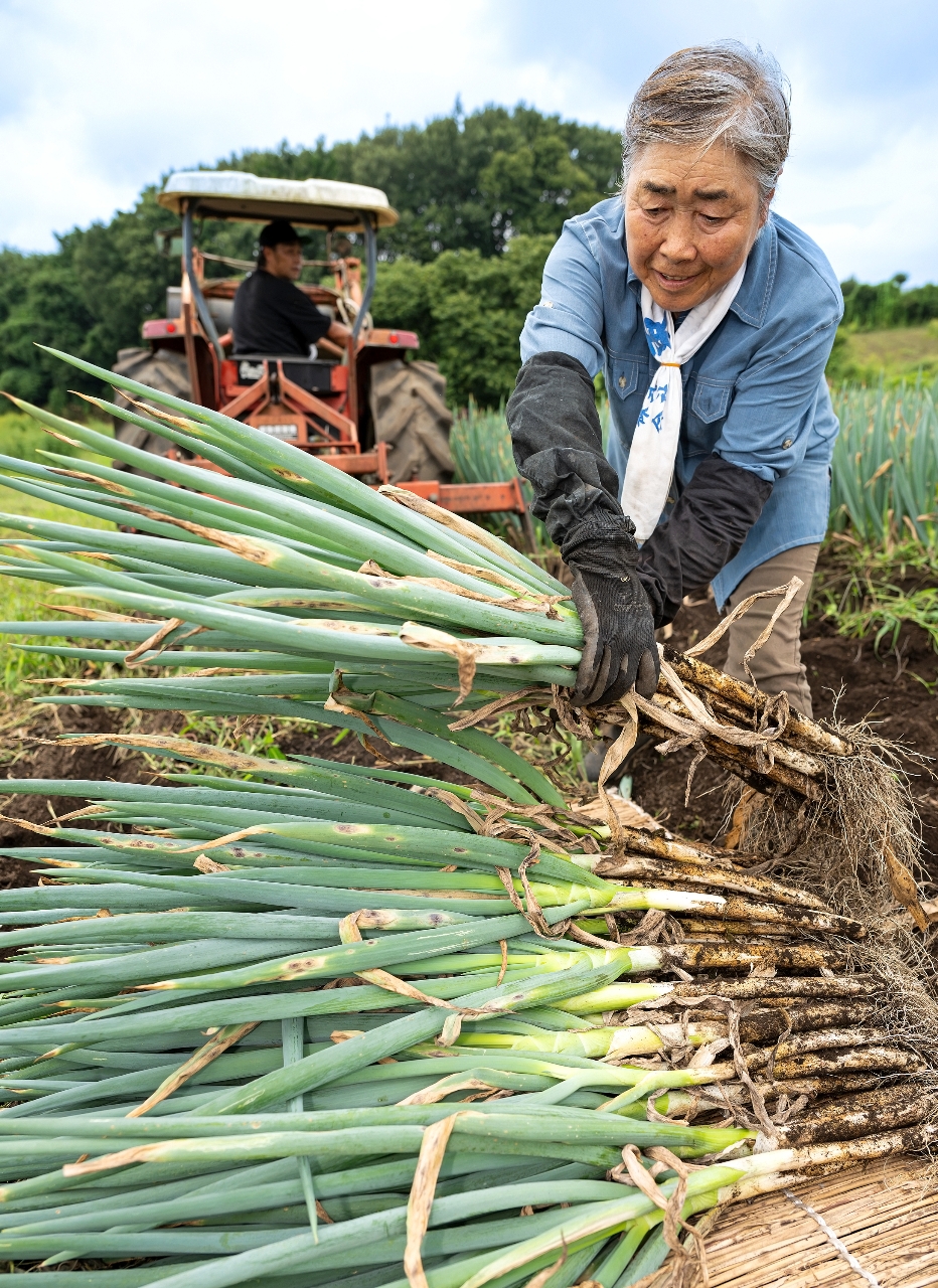 青森県南地方で本格化している長ネギの収穫作業=27日、八戸市是川(大西桂介撮影)