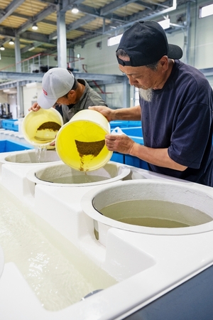 アサリ養殖の試験、本格開始 野辺地町漁協、ホタテの代替模索