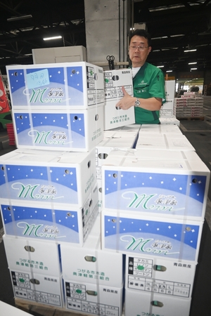県産メロン、2年ぶり香港へ 八戸中央青果、人気高で出荷量も2倍