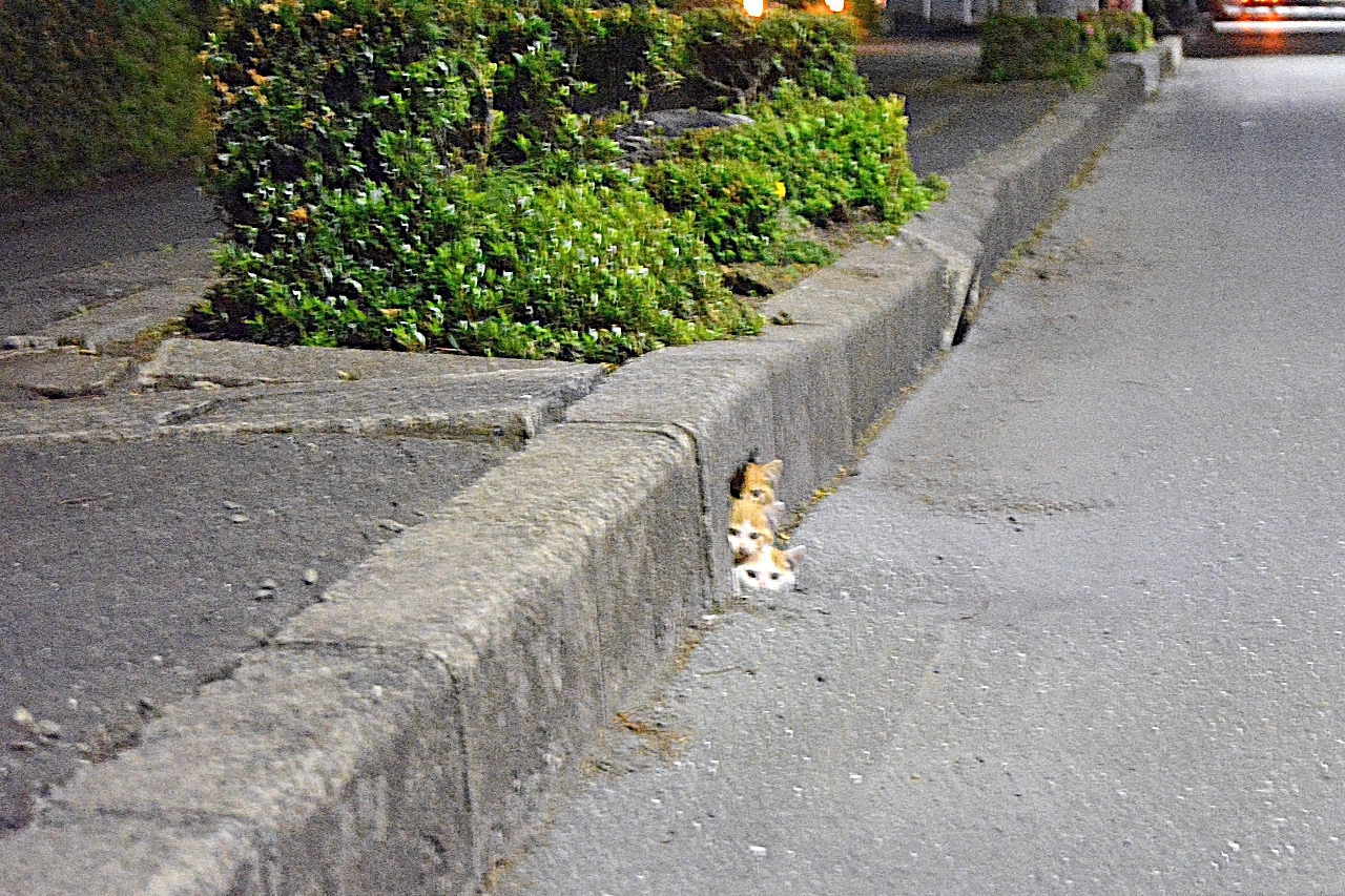 【写真探偵あどばるーん】今回の依頼人は・・・幻覚かと思ったさん（八戸市）