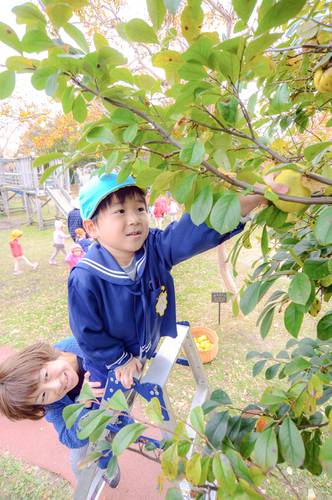 カリンを収穫する園児=6日、八戸市