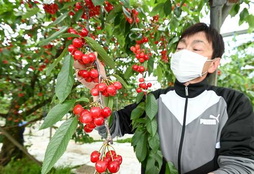 温室内でサクランボを収穫する留目秀樹さん=10日、南部町