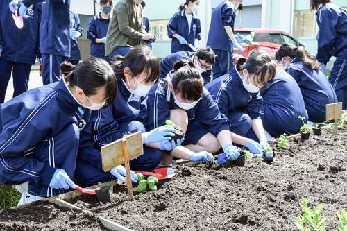 丁寧にハーブの苗を植える生徒