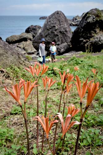 種差海岸で見頃を迎えているキツネノカミソリ=21日午前10時半ごろ、八戸市