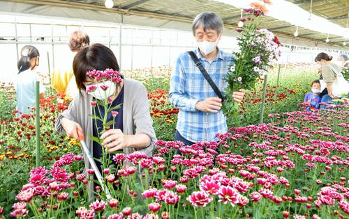色とりどりに咲き誇るマムを楽しみ、収穫を体験する来場者