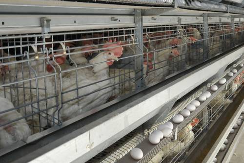 青森県が定める畜産施設への環境影響評価。実施基準を見直すべきか、県による施設の調査が進められている(写真はイメージ)