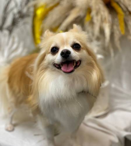 犬の蘭丸