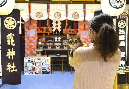 当日の祈願には、「ねこカフェ猫八」の猫店長めいちゃんが代表で出席した