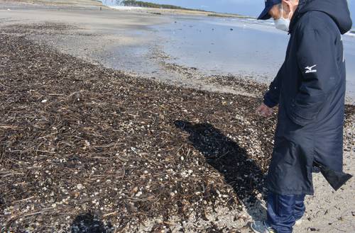 大量に漂着したウッドチップ。一部は波で海に戻されていた=1日、八戸市